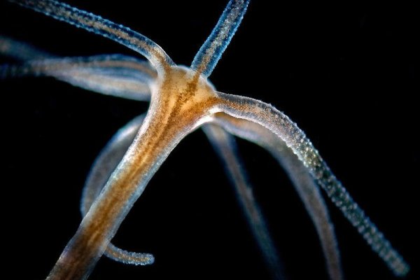 Кракен krakens13 at