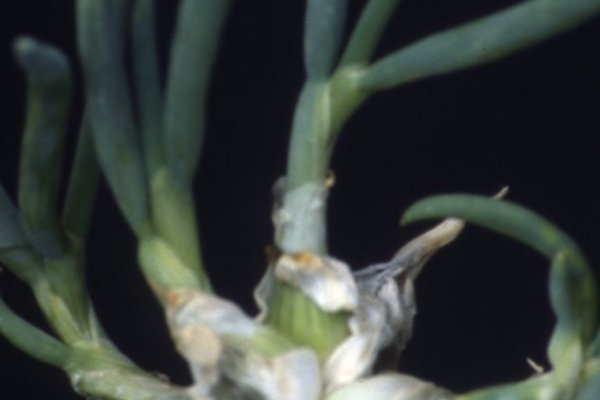 Как зарегаться в кракен